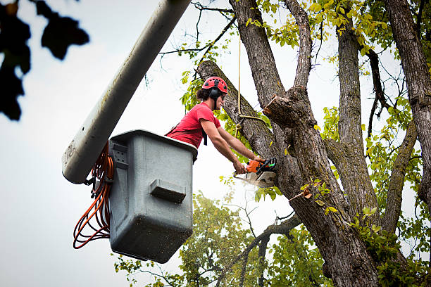 Best Palm Tree Trimming  in Kenmore, NY